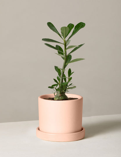 Desert Rose