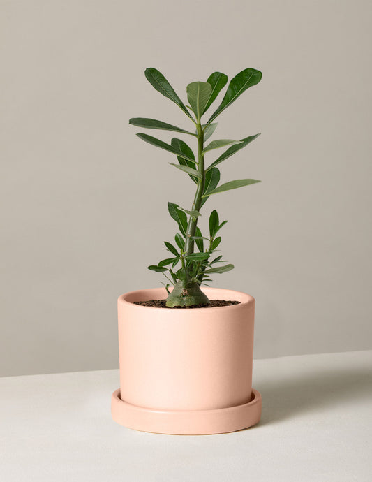  Desert Rose