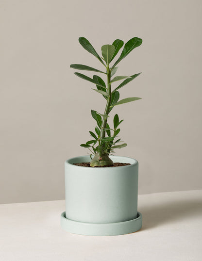  Desert Rose