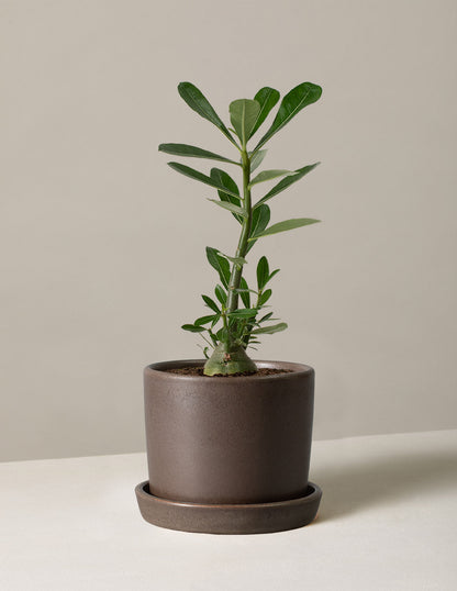  Desert Rose