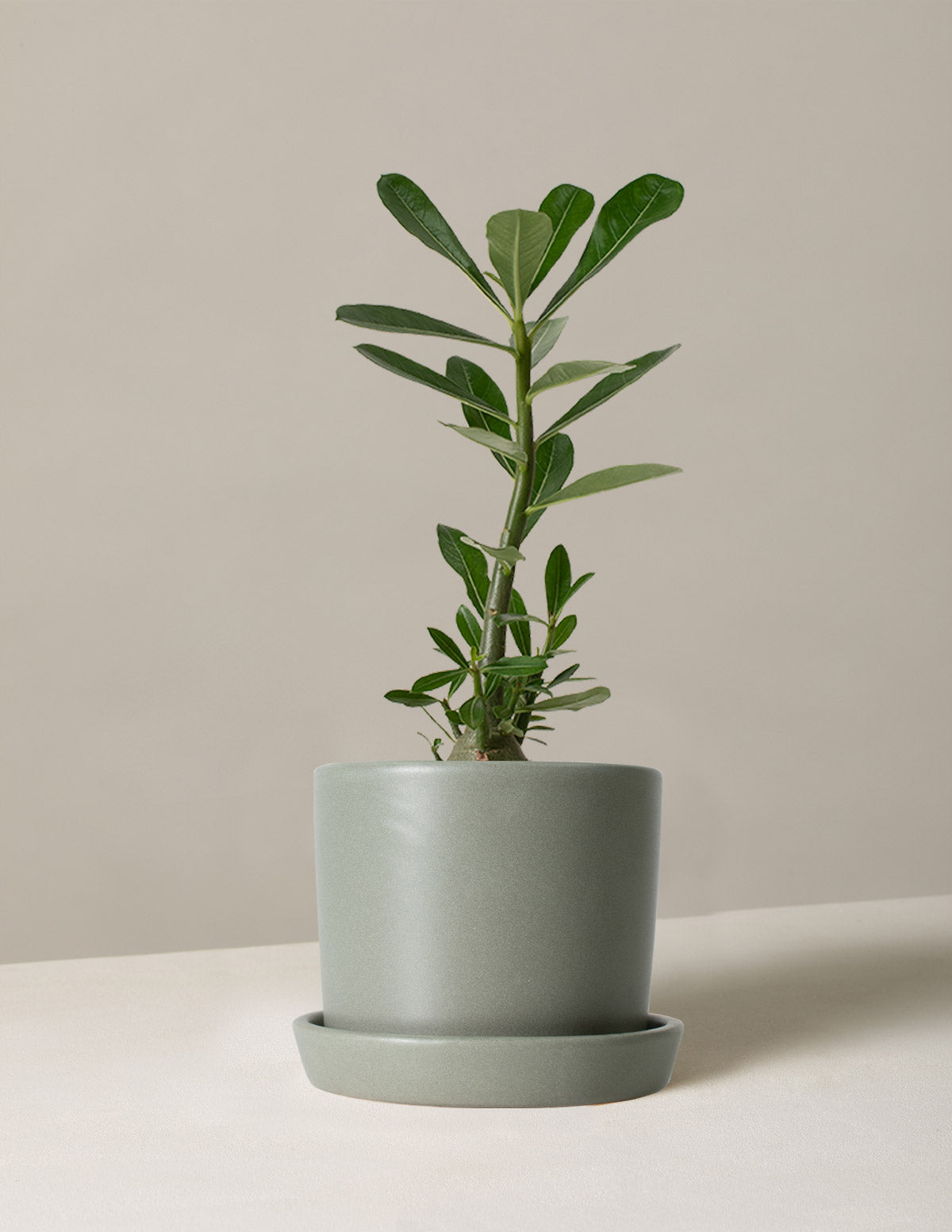  Desert Rose