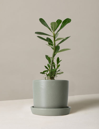  Desert Rose