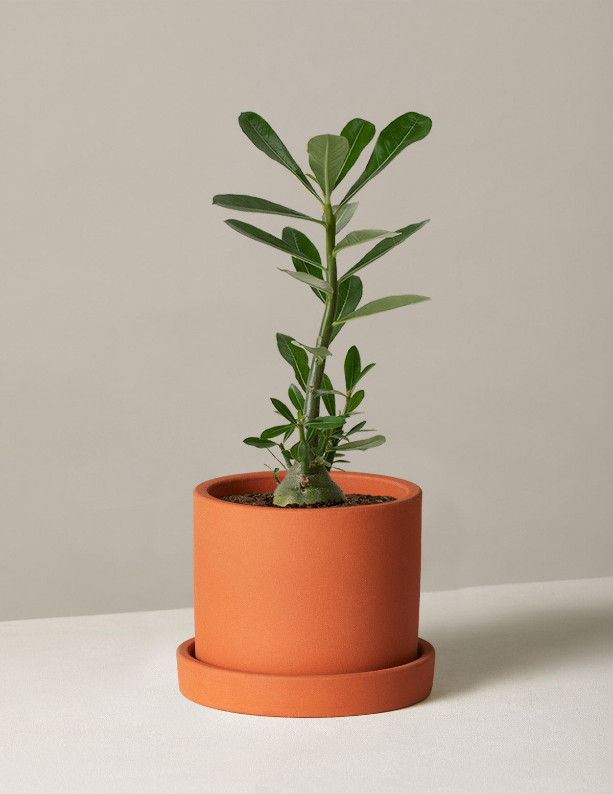  Desert Rose