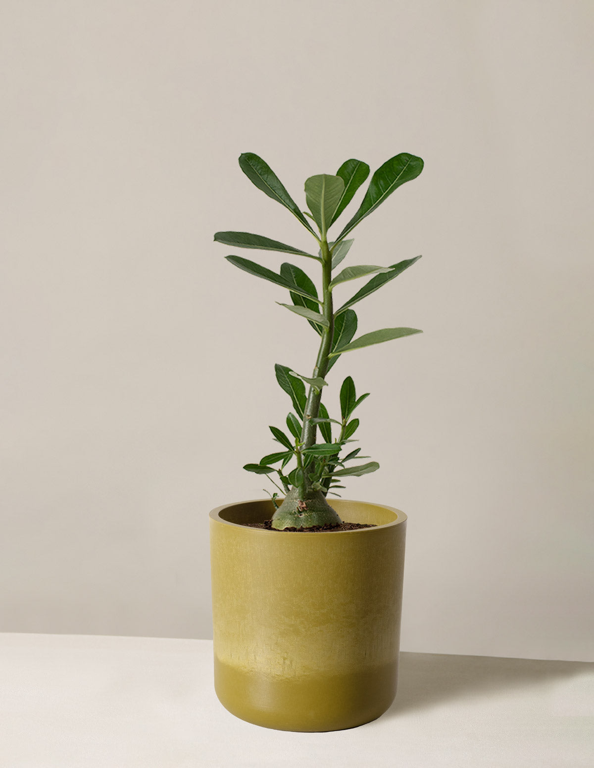  Desert Rose