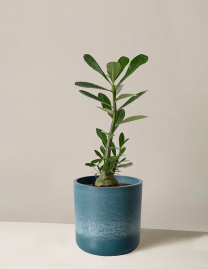  Desert Rose