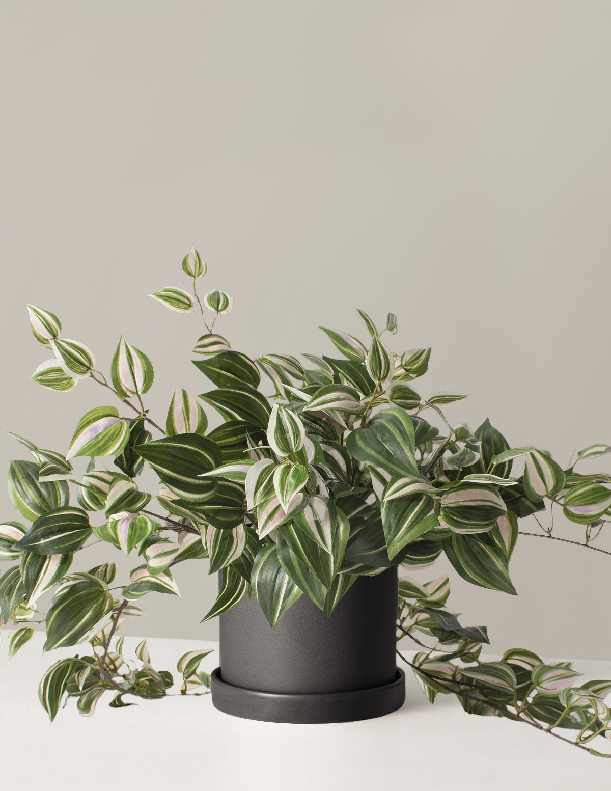  Faux Tradescantia Zebrina