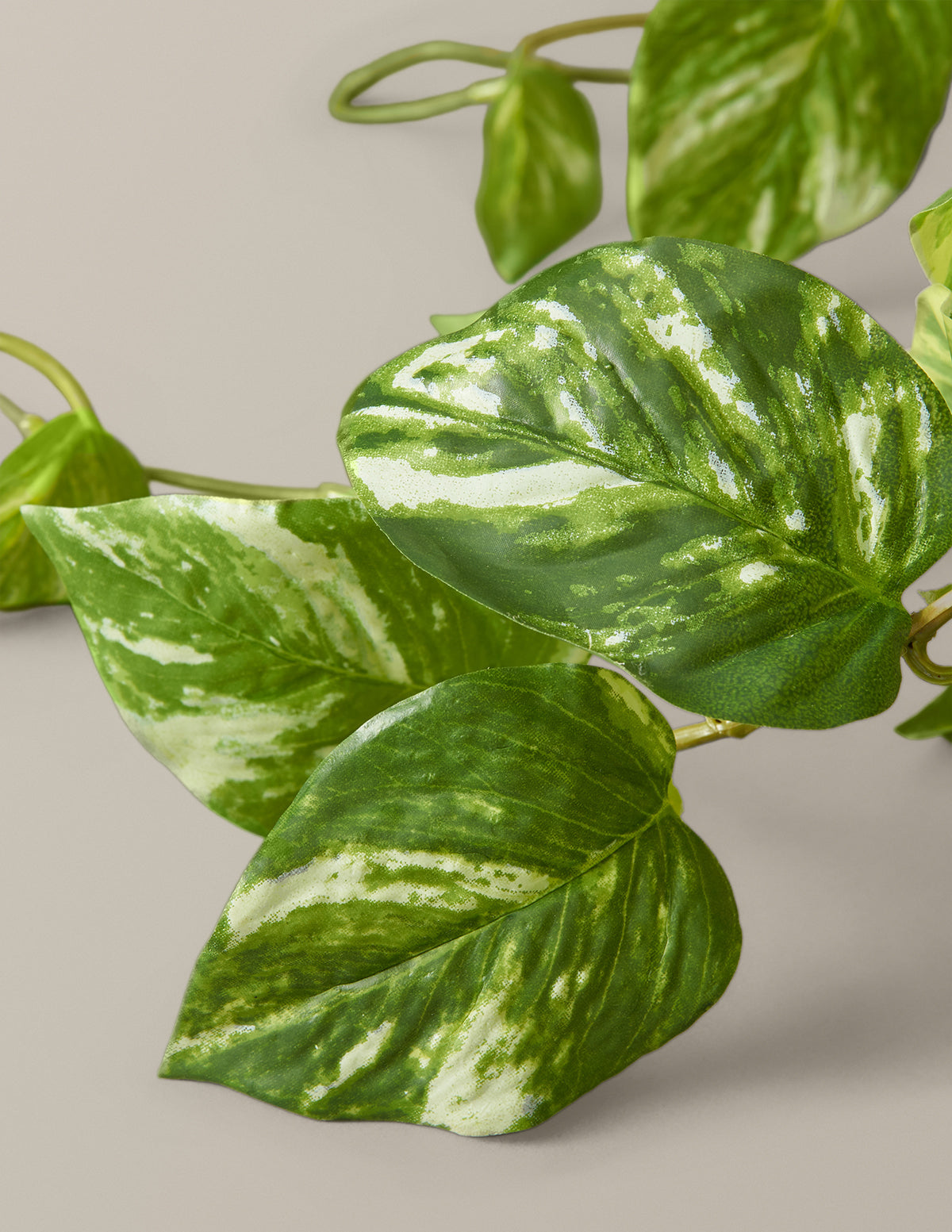  Faux Pothos Plant