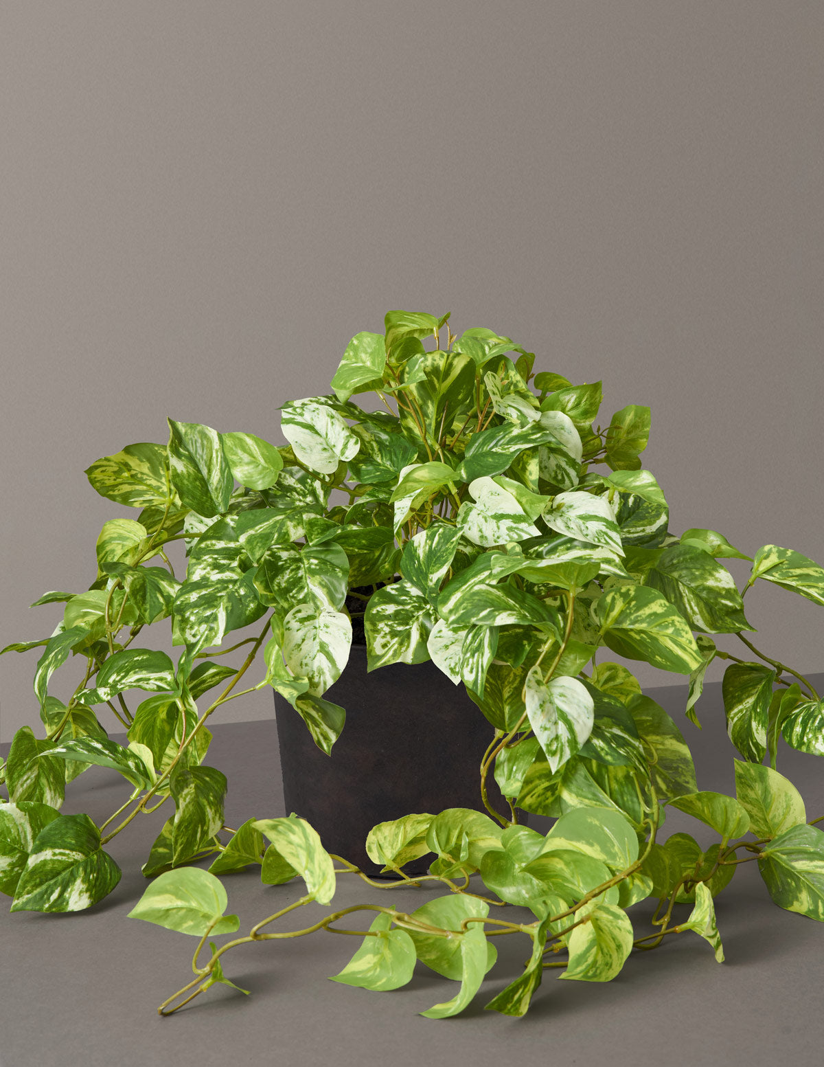  Faux Pothos Plant