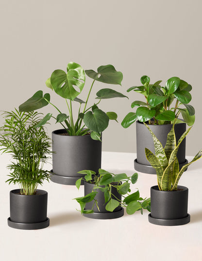  The Favorite 5 Bundle