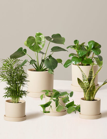  The Favorite 5 Bundle