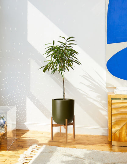  Large Pallas Planter
