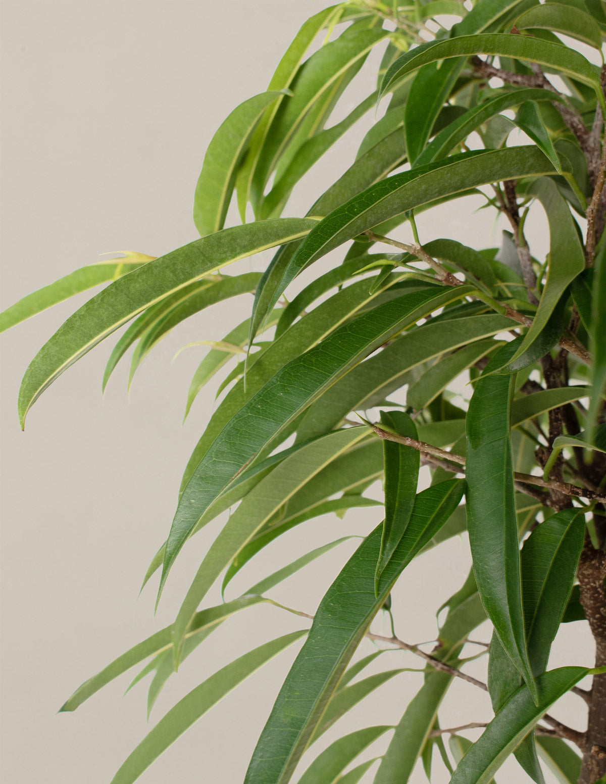  Large Ficus Alii