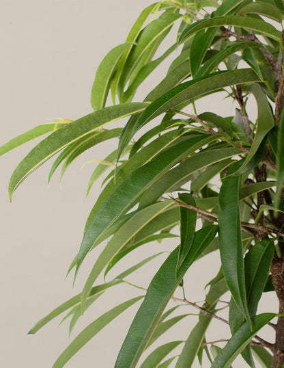  Large Ficus Alii