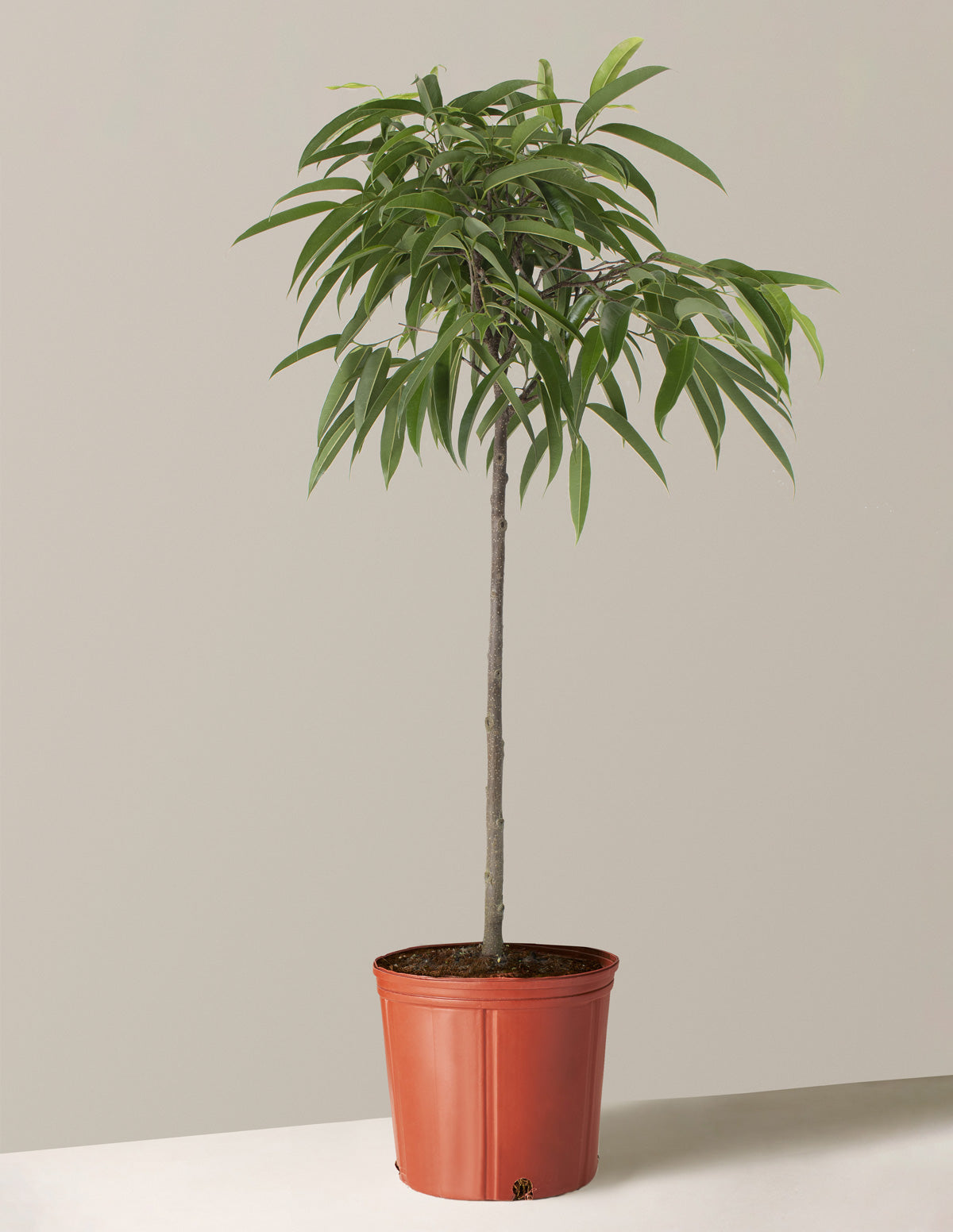  Large Ficus Alii