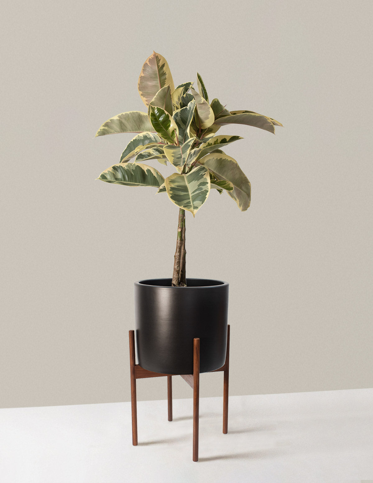  Large Ficus Tineke Tree