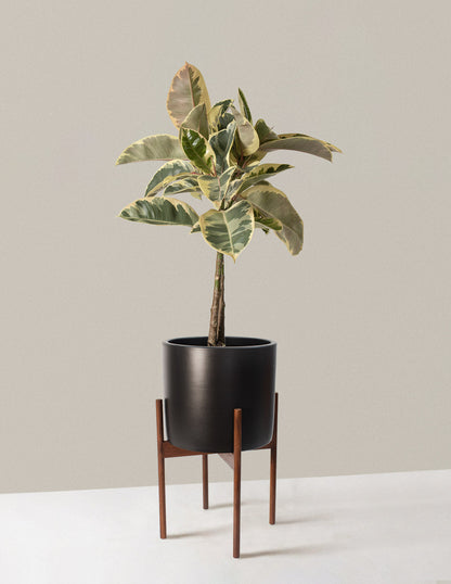  Large Ficus Tineke Tree