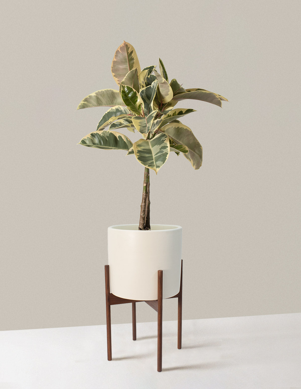 Large Ficus Tineke Tree