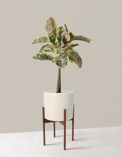  Large Ficus Tineke Tree
