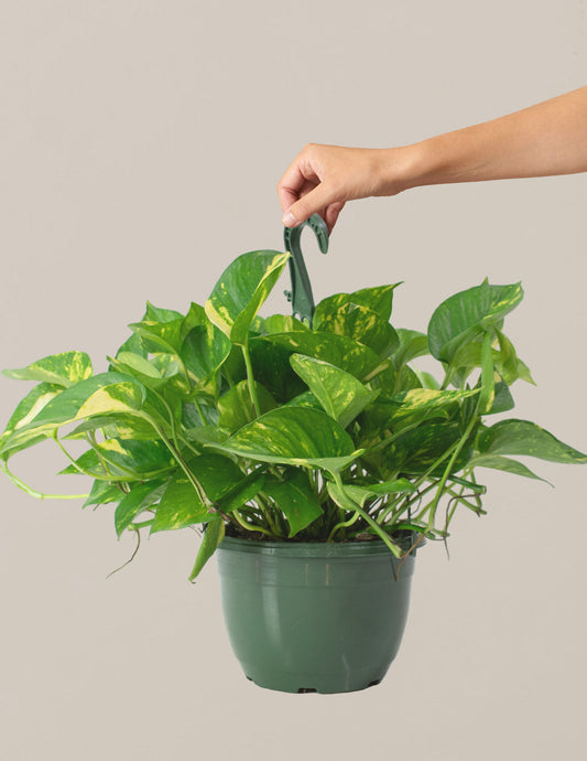  Golden Pothos Hanging Basket
