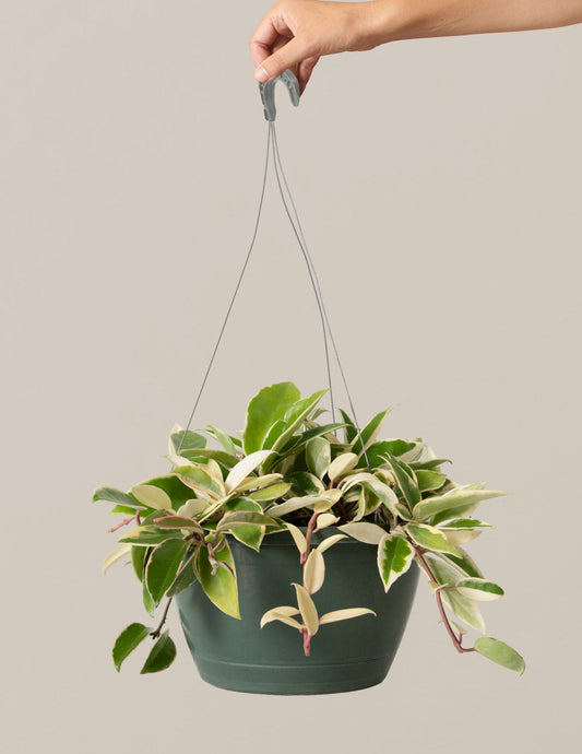  Hoya Tricolor Hanging Basket