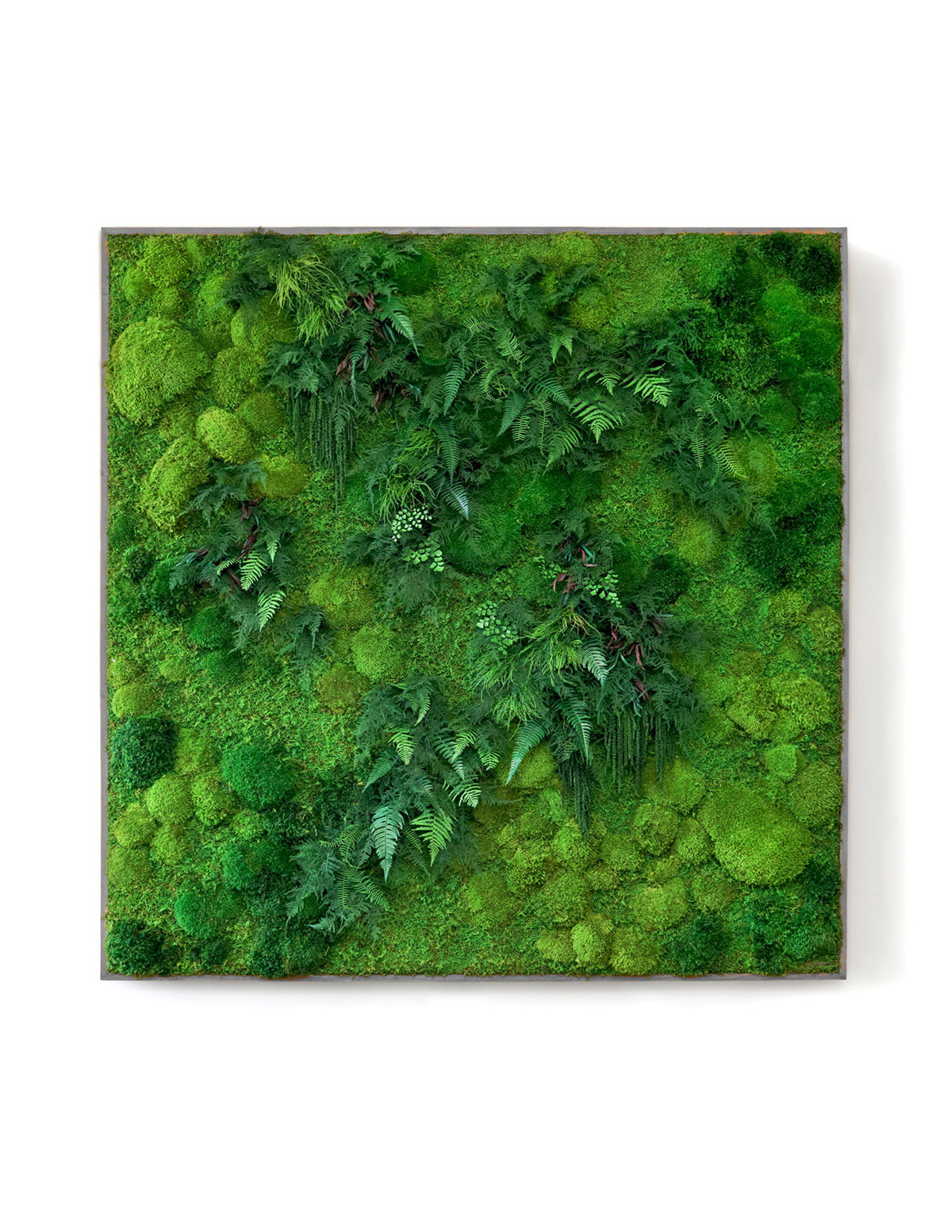  Oversized Preserved Living Wall 68" X 68"