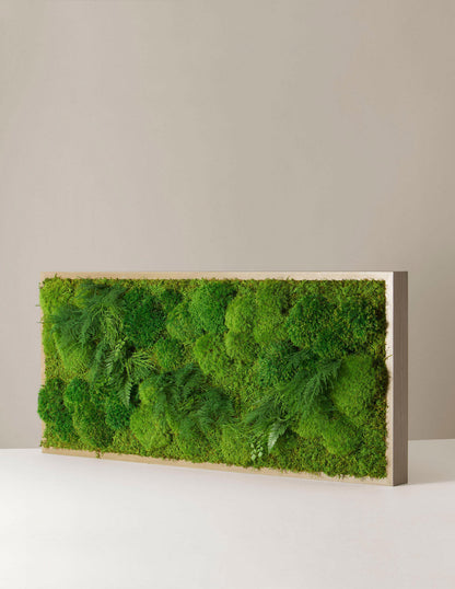  Medium Preserved Living Wall 40" X 18"