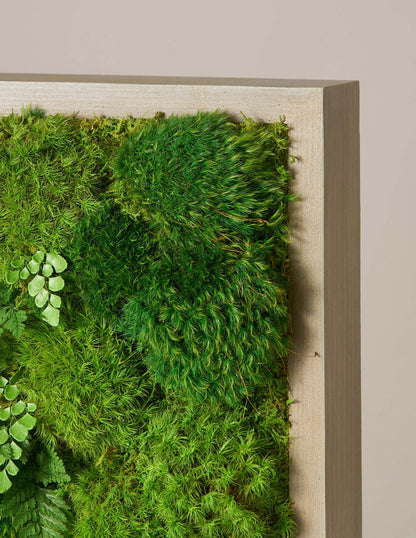  Small Preserved Living Wall 14" X 14"
