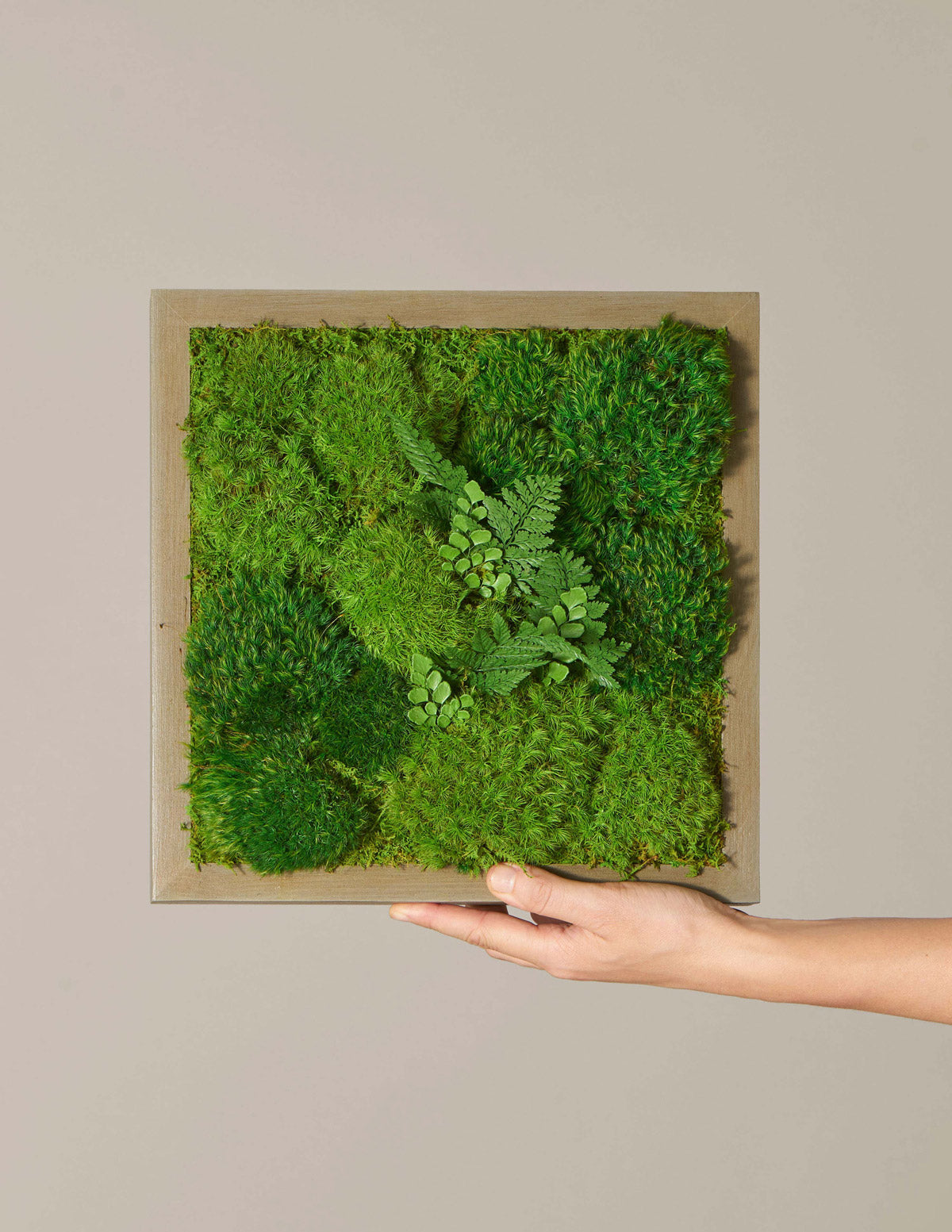  Small Preserved Living Wall 14" X 14"