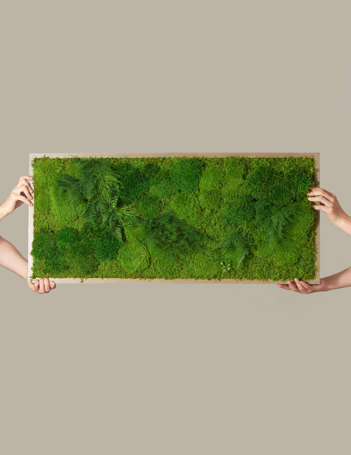 Medium Preserved Living Wall 40" X 18"