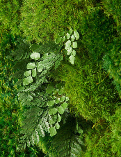  Medium Preserved Living Wall 40" X 18"