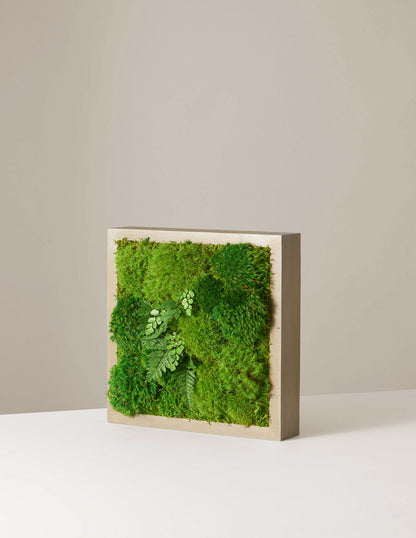  Small Preserved Living Wall 14" X 14"