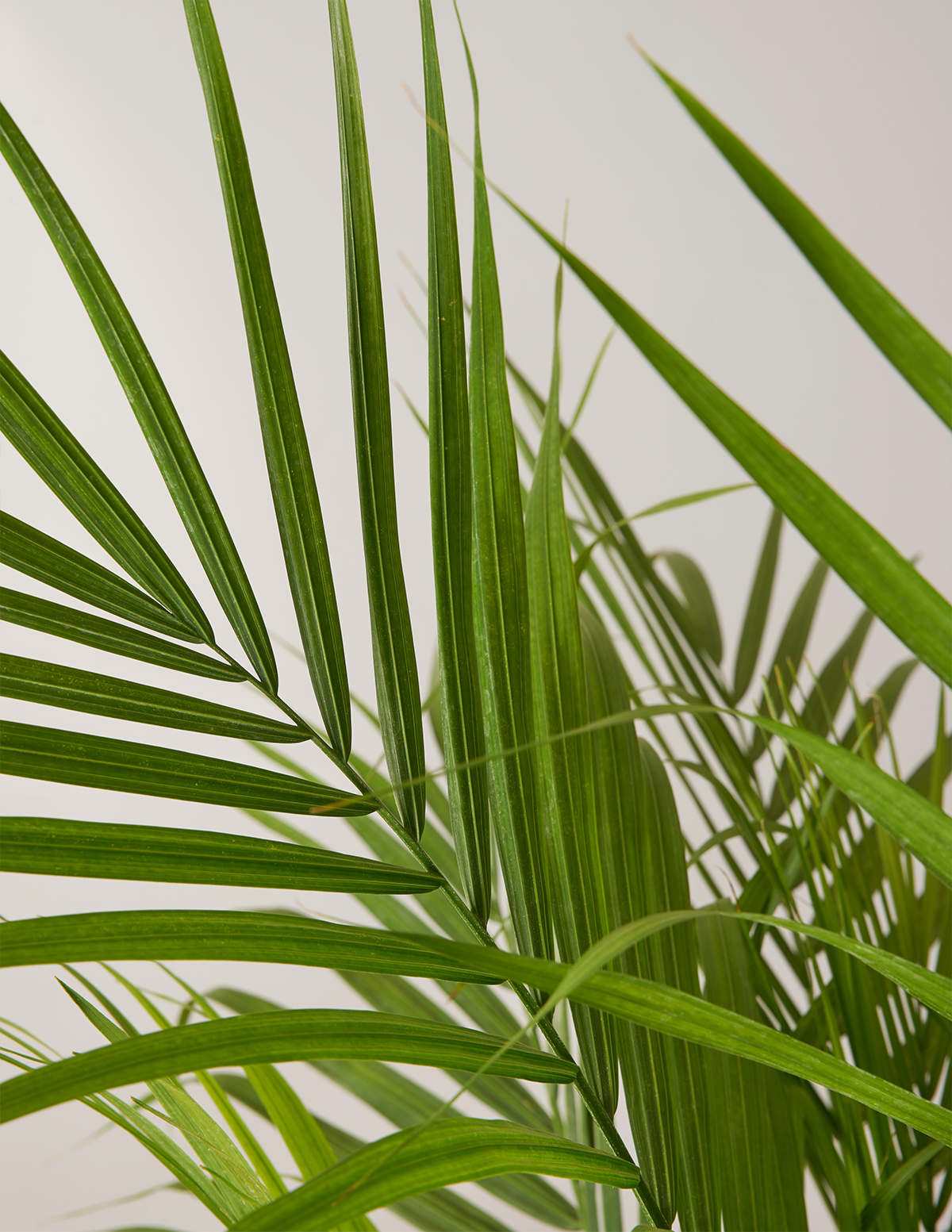  Large Majesty Palm