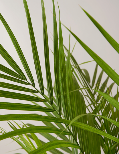  Large Majesty Palm