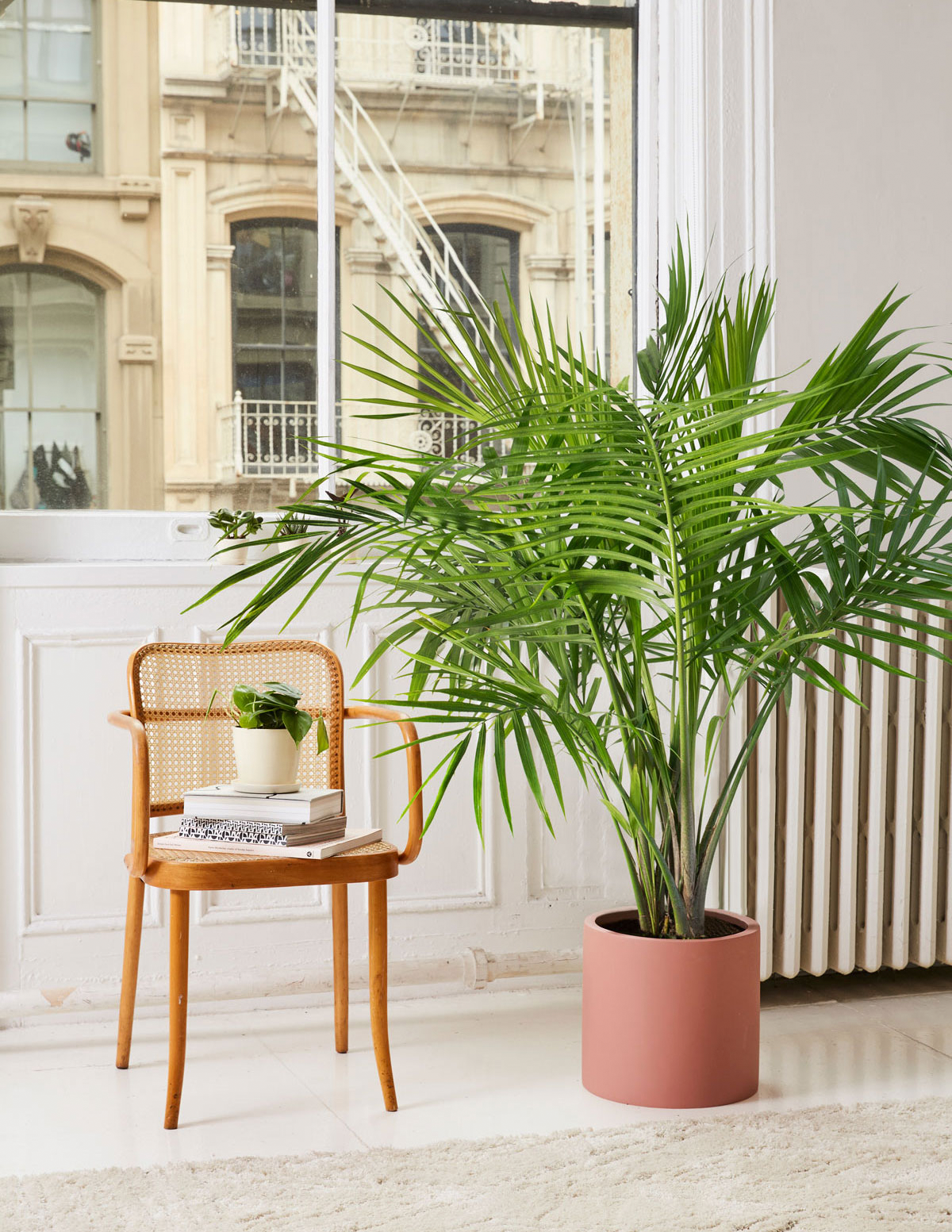  Large Majesty Palm
