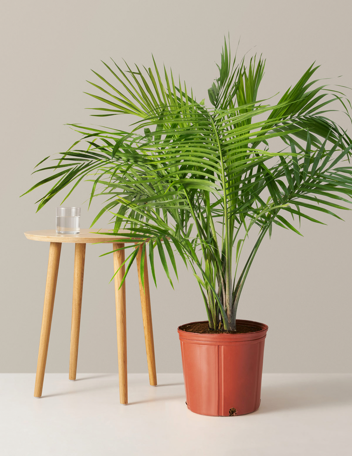  Large Majesty Palm