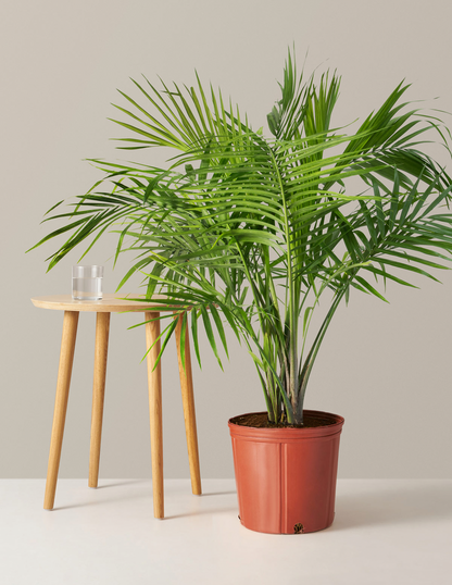  Large Majesty Palm