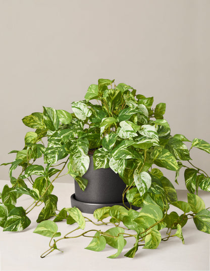  Faux Pothos Plant