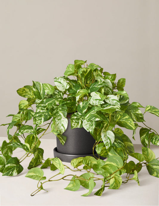 Faux Pothos Plant