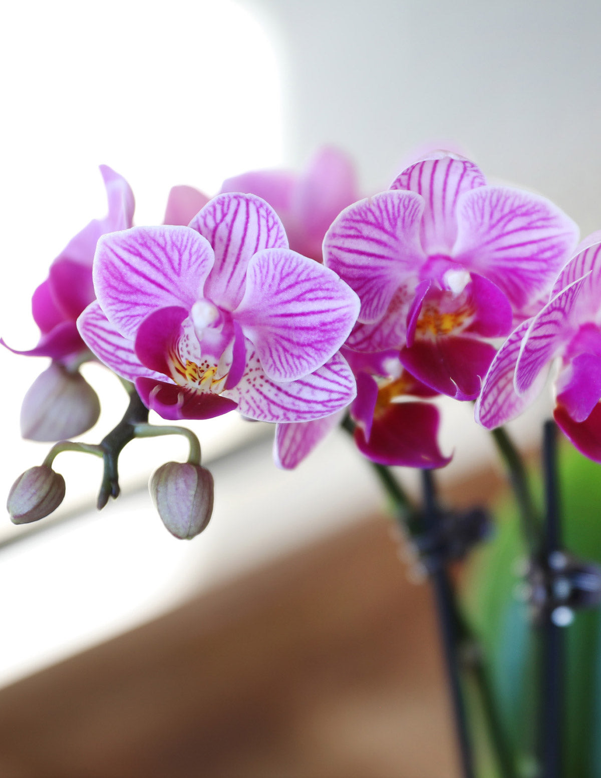  Orchid Party Pack, Set Of 20
