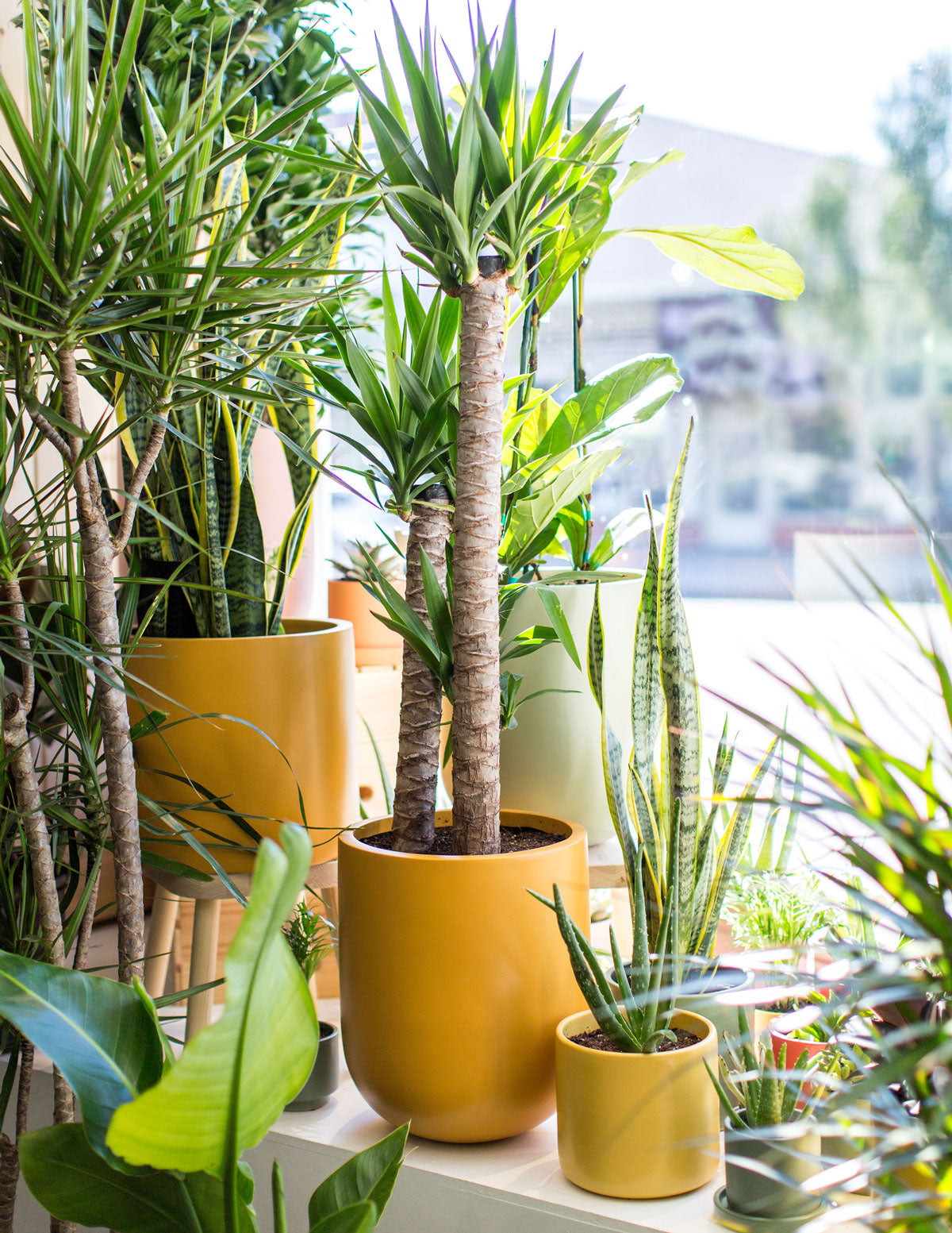  Large Pallas Planter