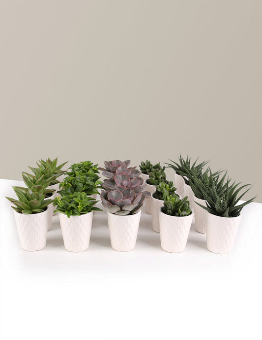  Succulent Party Pack, Set Of 20