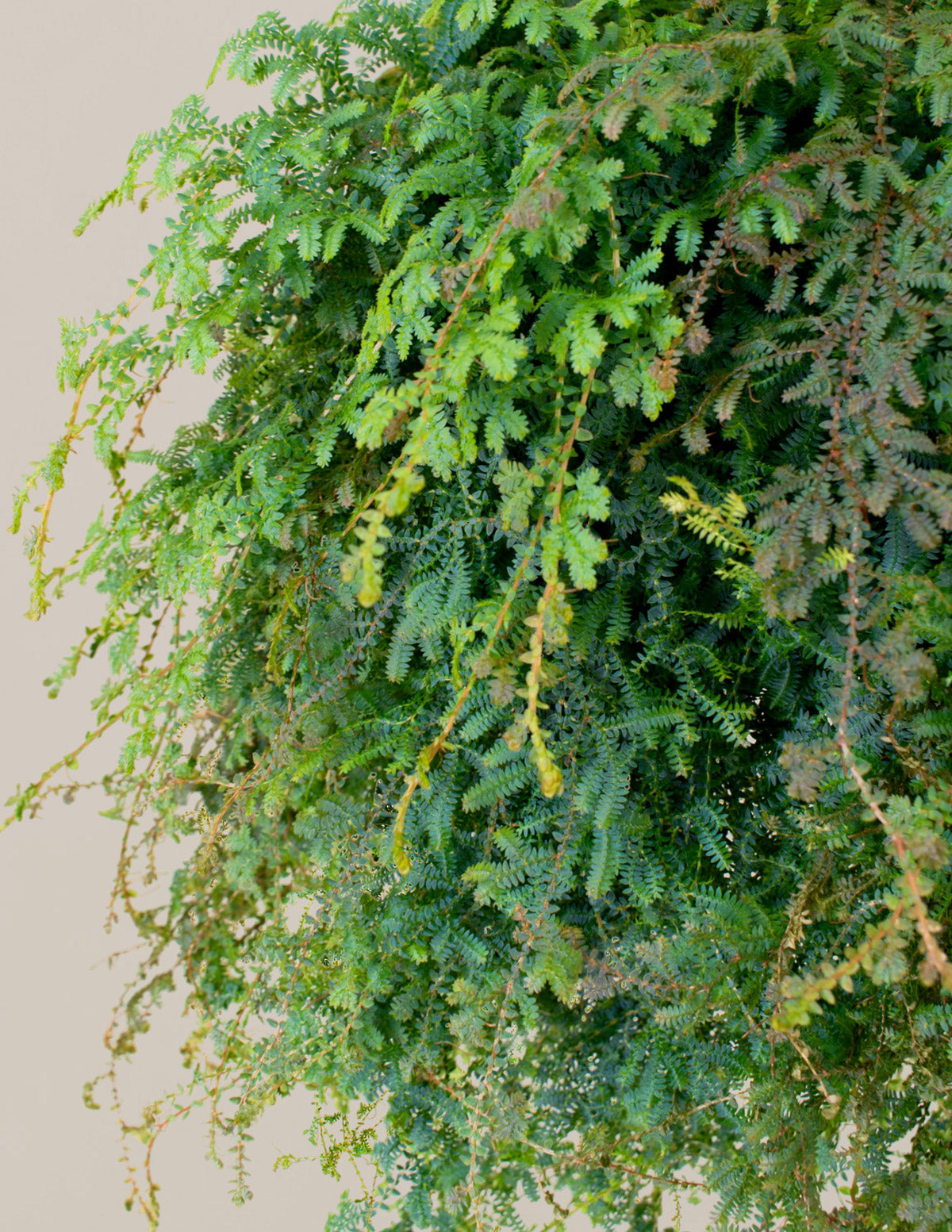  Peacock Fern Hanging Basket