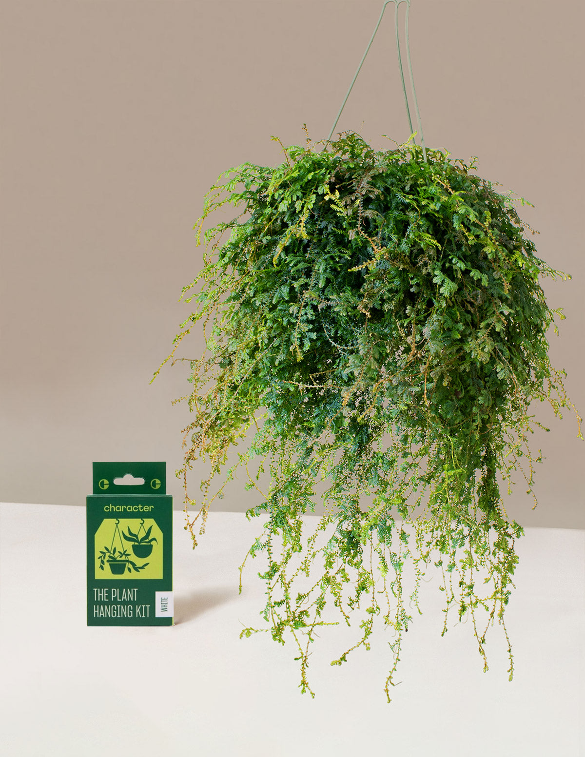  Peacock Fern Hanging Basket