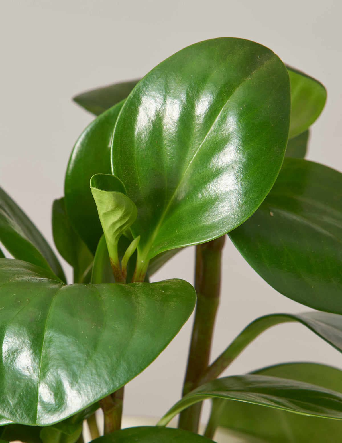  Peperomia Obtusifolia