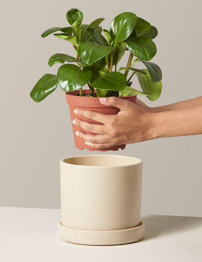  Peperomia Obtusifolia