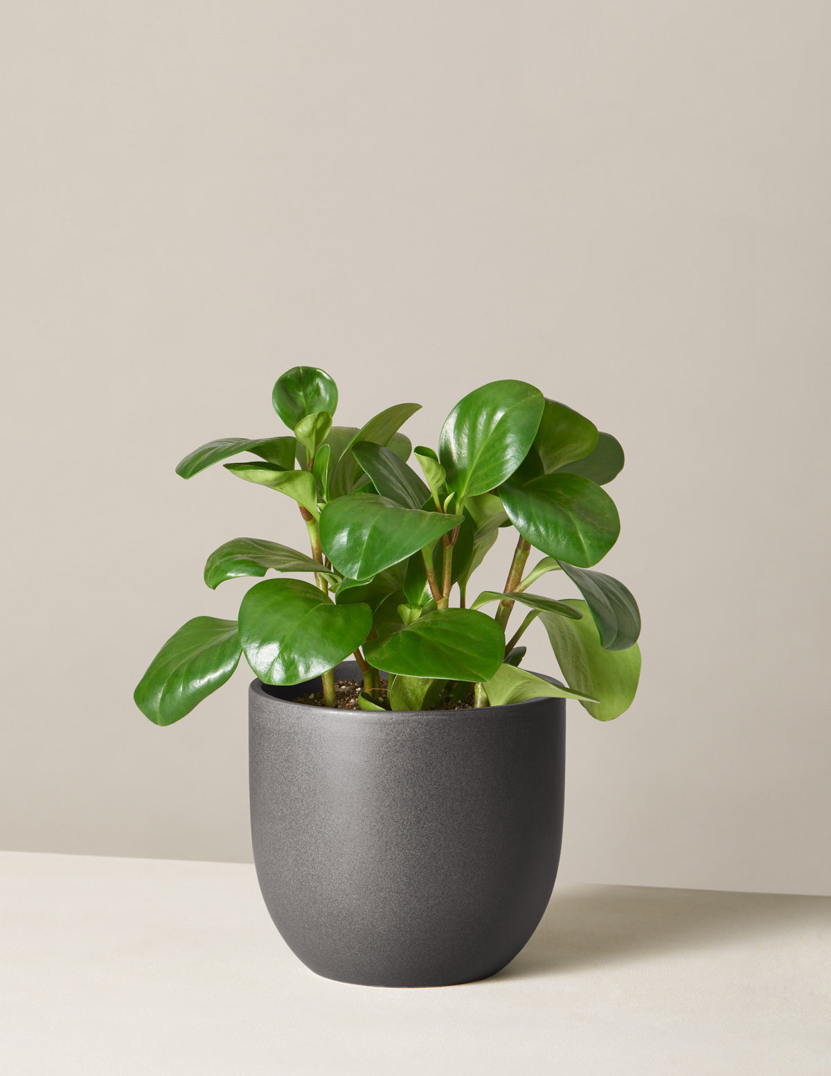  Peperomia Obtusifolia