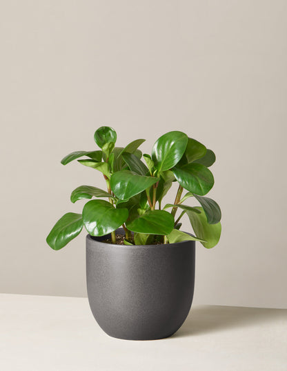  Peperomia Obtusifolia