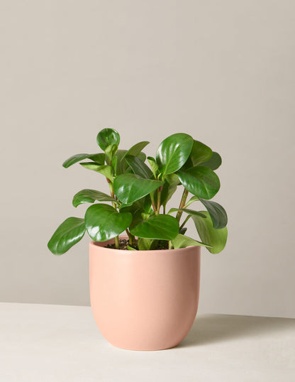  Peperomia Obtusifolia