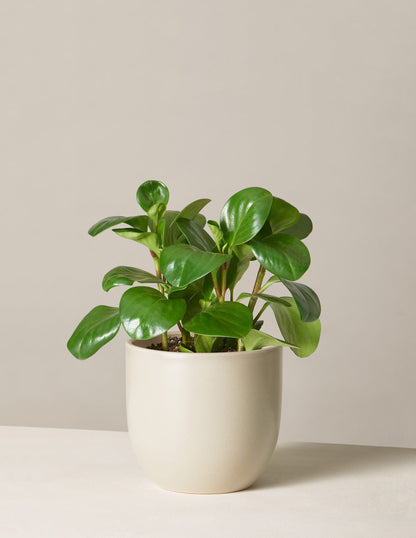  Peperomia Obtusifolia