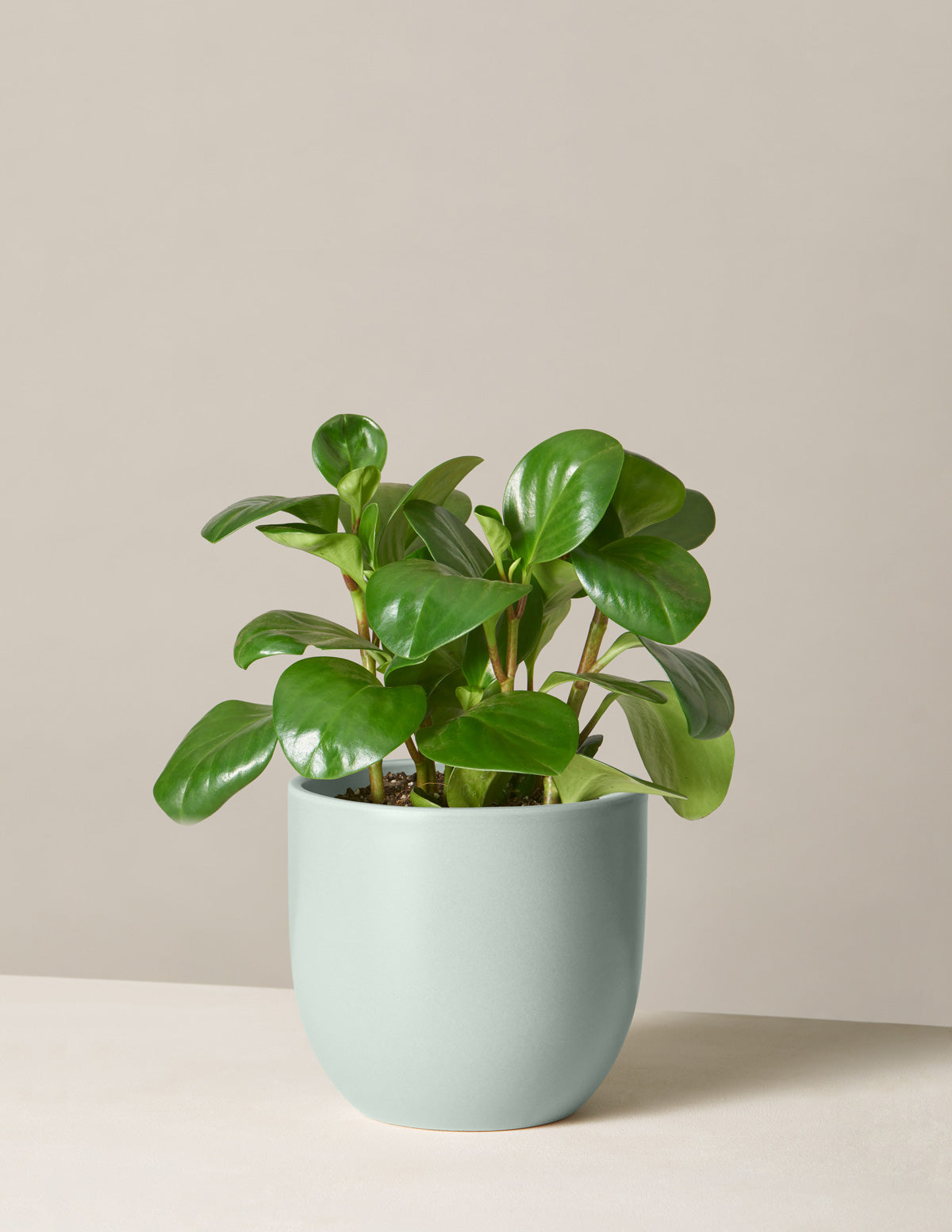 Peperomia Obtusifolia